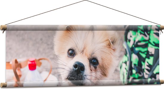 WallClassics - Textielposter - Puppy met Rood Halsbandje Kijkend in Camera - 90x30 cm Foto op Textiel