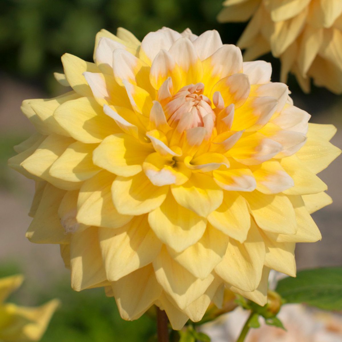 Dahlia Seattle | 6 stuks | Decoratieve Dahlia | Knol | Geel | Wit | Dahlia Knollen van Top Kwaliteit | 100% Bloeigarantie | QFB Gardening
