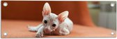 WallClassics - Tuinposter – Naakte Kitten op een Oranje Stoel - 60x20 cm Foto op Tuinposter (wanddecoratie voor buiten en binnen)