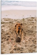 Dibond - Gravende Hond op het Strand - 80x120 cm Foto op Aluminium (Met Ophangsysteem)