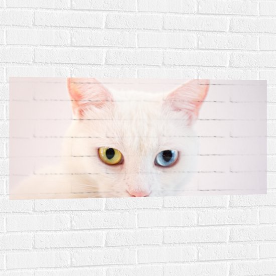 Muursticker - Witte Kat met Geel en Blauwe Ogen - 100x50 cm Foto op Muursticker