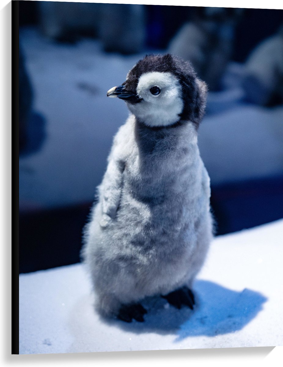Canvas - Baby Pinguïn in de Sneeuw - 75x100 cm Foto op Canvas Schilderij (Wanddecoratie op Canvas)