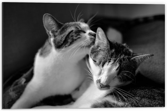 WallClassics - Dibond - Kat Likkend aan Katten Vriend (Zwart-wit) - 60x40 cm Foto op Aluminium (Wanddecoratie van metaal)