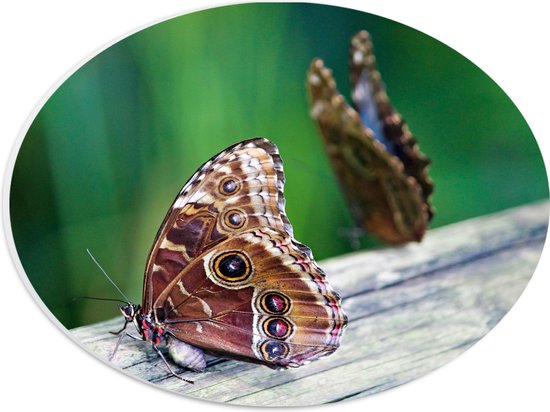 WallClassics - PVC Schuimplaat Ovaal - Duo van Bruine Vlinders op Boomstam - 28x21 cm Foto op Ovaal (Met Ophangsysteem)