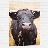 WallClassics - Muursticker - Aankijkende Etende Zwarte Koe - 70x105 cm Foto op Muursticker
