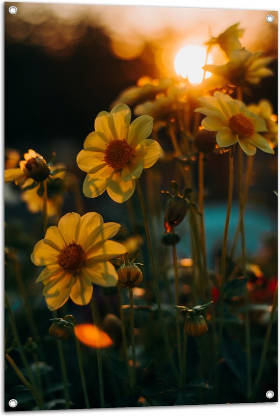 Tuinposter – Zonsondergang achter Gele Kleine Bloemen - 70x105 cm Foto op Tuinposter (wanddecoratie voor buiten en binnen)