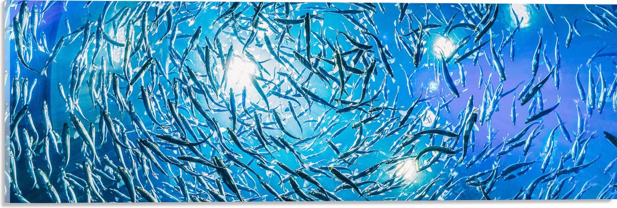 Acrylglas - School Vissen in een Groot Aquarium - 60x20 cm Foto op Acrylglas (Met Ophangsysteem)