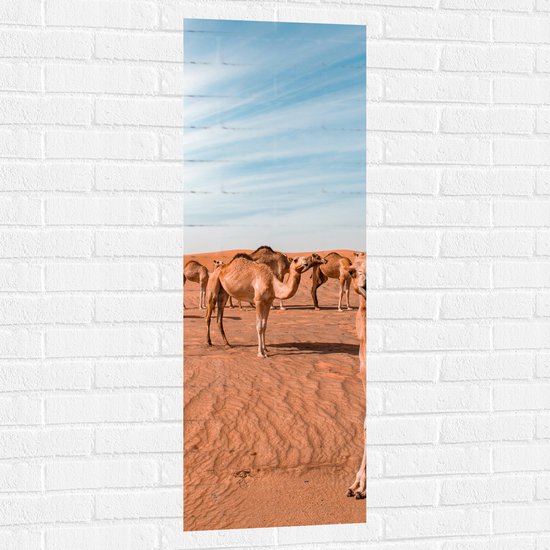 Muursticker - Dromedarissen in de Woestijn - 40x120 cm Foto op Muursticker