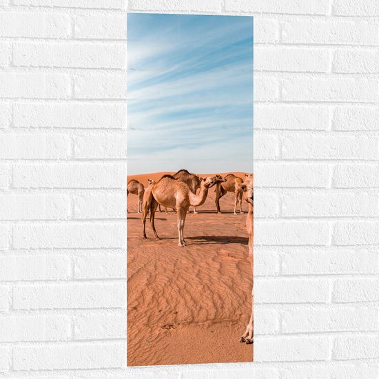 Muursticker - Dromedarissen in de Woestijn - 30x90 cm Foto op Muursticker