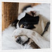 Muursticker - Verstoppende Hond - 100x100 cm Foto op Muursticker