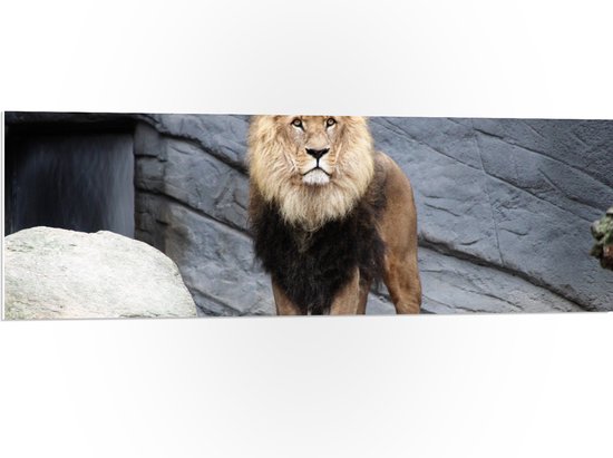 WallClassics - PVC Schuimplaat- Grote Mannetjes Leeuw bij Rots - 120x40 cm Foto op PVC Schuimplaat