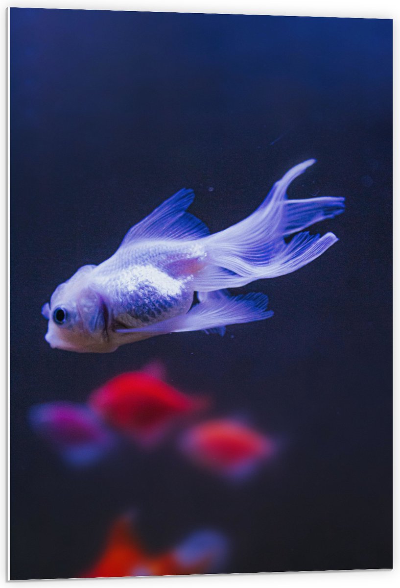 PVC Schuimplaat - Mooie Witte Vis in het Aquarium - 60x90 cm Foto op PVC Schuimplaat (Met Ophangsysteem)