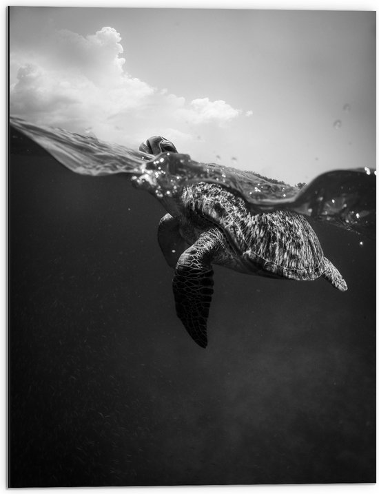 Dibond - Zeeschildpad aan het Wateroppervlak (Zwart- wit) - 60x80 cm Foto op Aluminium (Wanddecoratie van metaal)