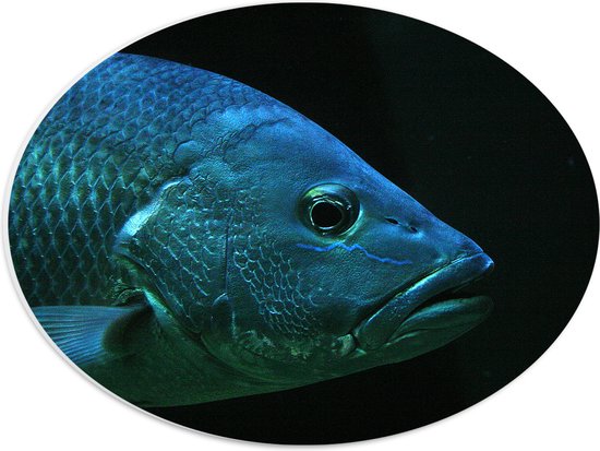 WallClassics - PVC Schuimplaat Ovaal - Grote Karpervis tegen Zwarte Achtergrond - 40x30 cm Foto op Ovaal (Met Ophangsysteem)