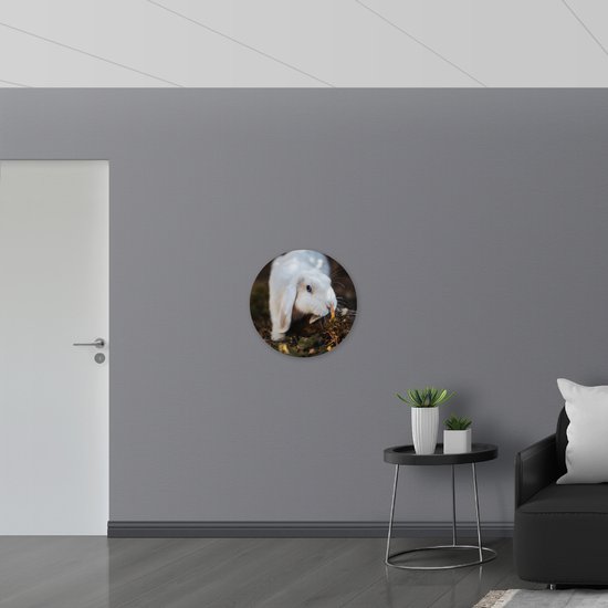 PVC Schuimplaat Muurcirkel - Wit Konijntje Snuffelend bij Tak met Bladeren - 60x60 cm Foto op Muurcirkel (met ophangsysteem)