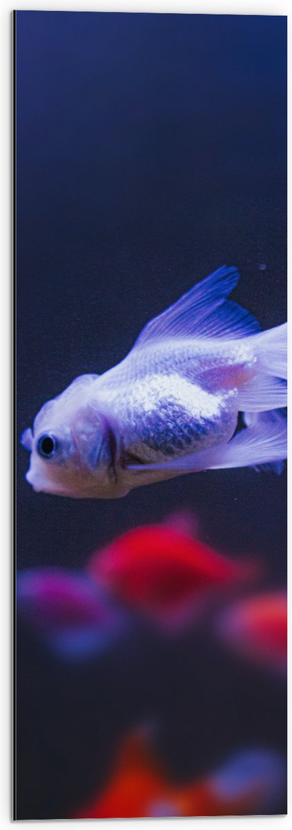 Dibond - Mooie Witte Vis in het Aquarium - 30x90 cm Foto op Aluminium (Wanddecoratie van metaal)