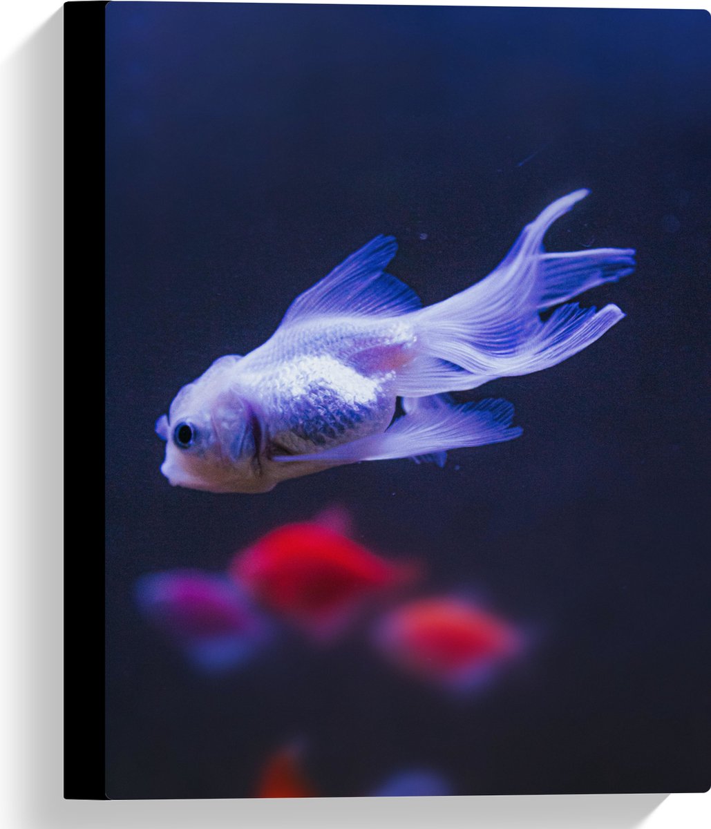 Canvas - Mooie Witte Vis in het Aquarium - 30x40 cm Foto op Canvas Schilderij (Wanddecoratie op Canvas)