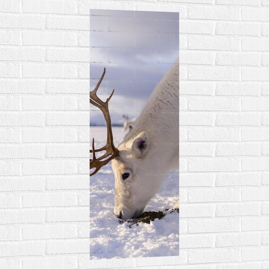 WallClassics - Muursticker - Grazend Wit Hert in de Sneeuw - 40x120 cm Foto op Muursticker