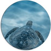 Dibond Muurcirkel - Zeeschildpad Zwemmend aan het Oppervlak van het Water - 70x70 cm Foto op Aluminium Muurcirkel (met ophangsysteem)