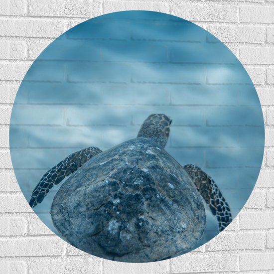 Muursticker Cirkel - Zeeschildpad Zwemmend aan het Oppervlak van het Water - 90x90 cm Foto op Muursticker