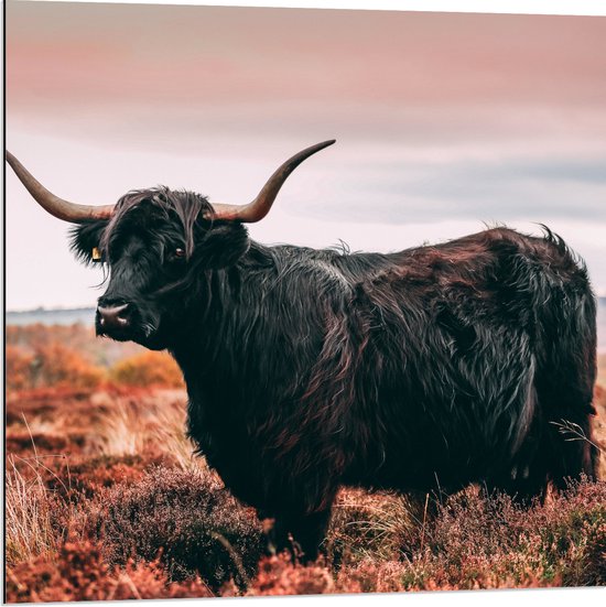 Dibond - Zwarte Schotse Hooglander in het Hoge Gras - 80x80 cm Foto op Aluminium (Wanddecoratie van metaal)