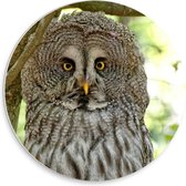 WallClassics - Panneau mural en mousse PVC - Chouette lapone posée sur une branche d'arbre - Photo 30 x 30 cm sur panneau mural (avec système de suspension)