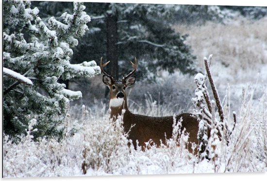 WallClassics - Dibond - Klein Hert met Gewei in Sneeuwbos met Bomen - 105x70 cm Foto op Aluminium (Met Ophangsysteem)