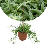 Plant in a Box - Senecio Peregrinus - Hangplant - Kamerplant - Dolfijnenplant - Pot 12cm - Hoogte 10-20cm
