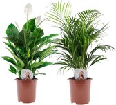 Plant in a Box - Areca + Spathiphyllum - Set de 2 plantes d'intérieur purificatrices d'air - Pot ⌀17 cm - Hauteur ↕ 60 - 70cm