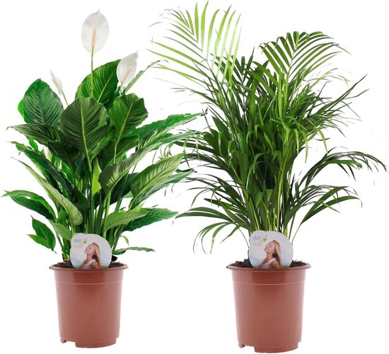 Plant in a Box - Luchtzuiverende kamerplanten - Set van 2 - Areca - Spathiphyllum - Pot 17cm - Hoogte 60-75cm