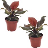 Plant in a Box - Philodendron Sunlight - Set de 2 - Plante d'intérieur tropicale - Belles feuilles rouges - Pot 12cm - Hauteur 20-30cm