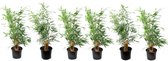 Plant in a Box - Fargesia scabrida Asian Wonder - Set van 6 - Niet woekerende rode bamboe - Pot 13cm - Hoogte 25-40cm