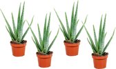 Plant in a Box - Set van 4 Aloë Vera - Kamerplanten - Succulenten - Pot 10,5cm - Hoogte 25-40cm