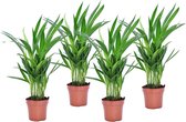 Plant in a Box - Dypsis Lutescens - Set van 4 - Areca - Goudpalm - Luchtzuiverende groene kamerplant - Pot 12cm - Hoogte 30-45cm