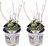 Plant in a Box - Hydrangea Strong Annabelle - Set van 2 - Hortensia - Sterke Winterharde Bladverliezende Heester - Pot 19cm - Hoogte 30-40cm