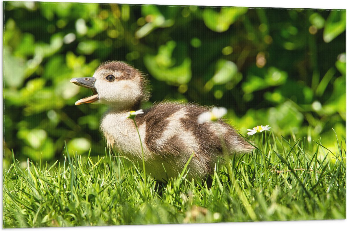 Vlag - Baby Eendje in het Gras - 105x70 cm Foto op Polyester Vlag