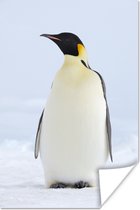 Poster Pingouin Empereur 120x180 cm - Tirage photo sur Poster (décoration murale) / Poster Animal XXL / Grand format!