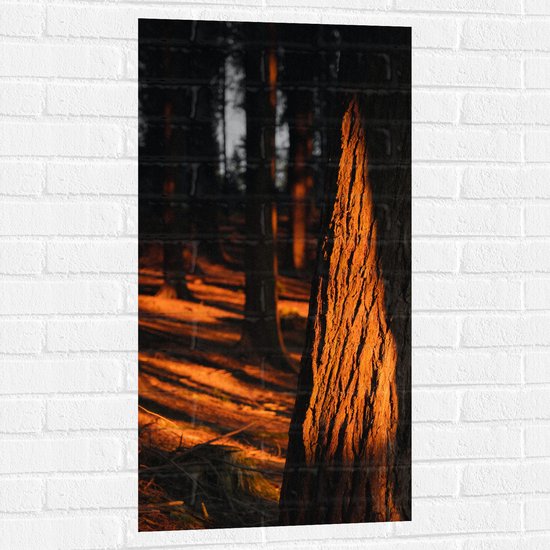 WallClassics - Muursticker - Oranje Zonlicht in het Bos - 50x100 cm Foto op Muursticker