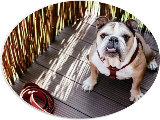 WallClassics - PVC Schuimplaat Ovaal - Bulldog op Houten Planken - 40x30 cm Foto op Ovaal (Met Ophangsysteem)