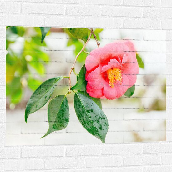 WallClassics - Muursticker - Roze Bloem aan een Boom - 100x75 cm Foto op Muursticker
