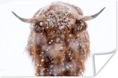 Close-up Schotse hooglander in de sneeuw poster papier 120x80 cm - Foto print op Poster (wanddecoratie woonkamer / slaapkamer) / Wilde dieren Poster