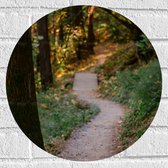 WallClassics - Muursticker Cercle - Sentier pédestre dans la forêt - 40x40 cm Photo sur Muursticker
