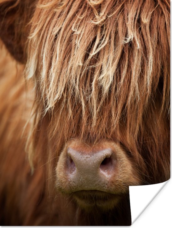 Scottish Highlander up close poster papier 60x80 cm - Tirage photo sur Poster (décoration murale salon / chambre) / Poster Animaux sauvages