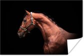 Poster Paard - Licht - Halster - 60x40 cm