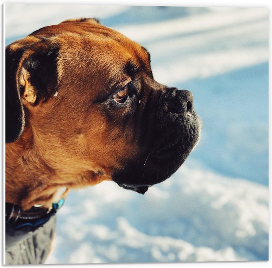 WallClassics - PVC Schuimplaat- Hond houdt niet van Sneeuw - 50x50 cm Foto op PVC Schuimplaat