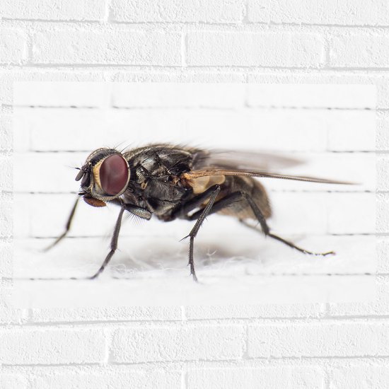 WallClassics - Muursticker - Close-Up van een Vlieg - 60x40 cm Foto op Muursticker