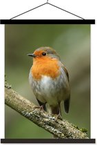 Posterhanger incl. Poster 60x80 cm - Schoolplaat - Vogel - Roodborstje - Tak - Planten - Textielposter - Zwarte latten