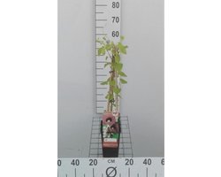 Aristolochia macrophylla - Duitse pijs, Pijpbloem 50-60 cm in pot