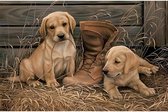 Wandbord Decoratie Dieren - Labrador Pups