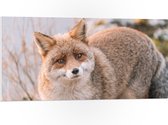 WallClassics - Plaque de Mousse PVC - Renard Curieux - Photo 100x50 cm sur Plaque de Mousse PVC (Avec Système d'accrochage)
